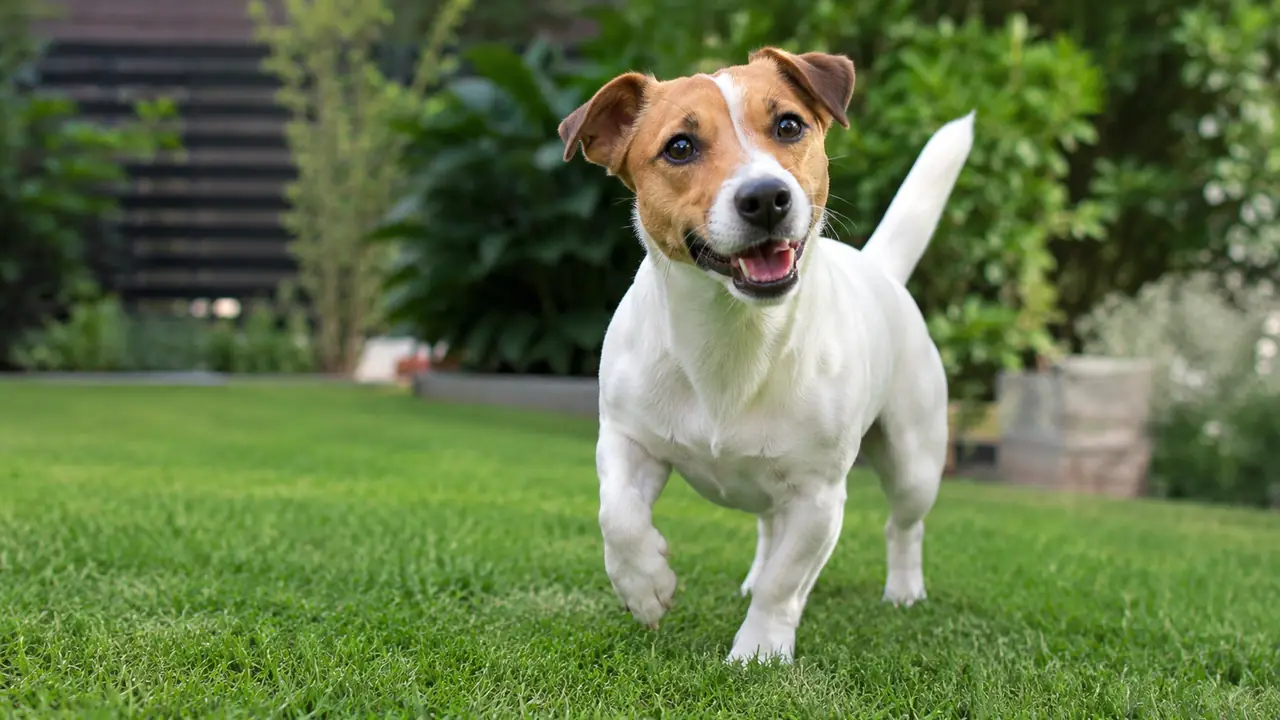 Quanto dorme un cane? Sonno, riposo e segnali da osservare