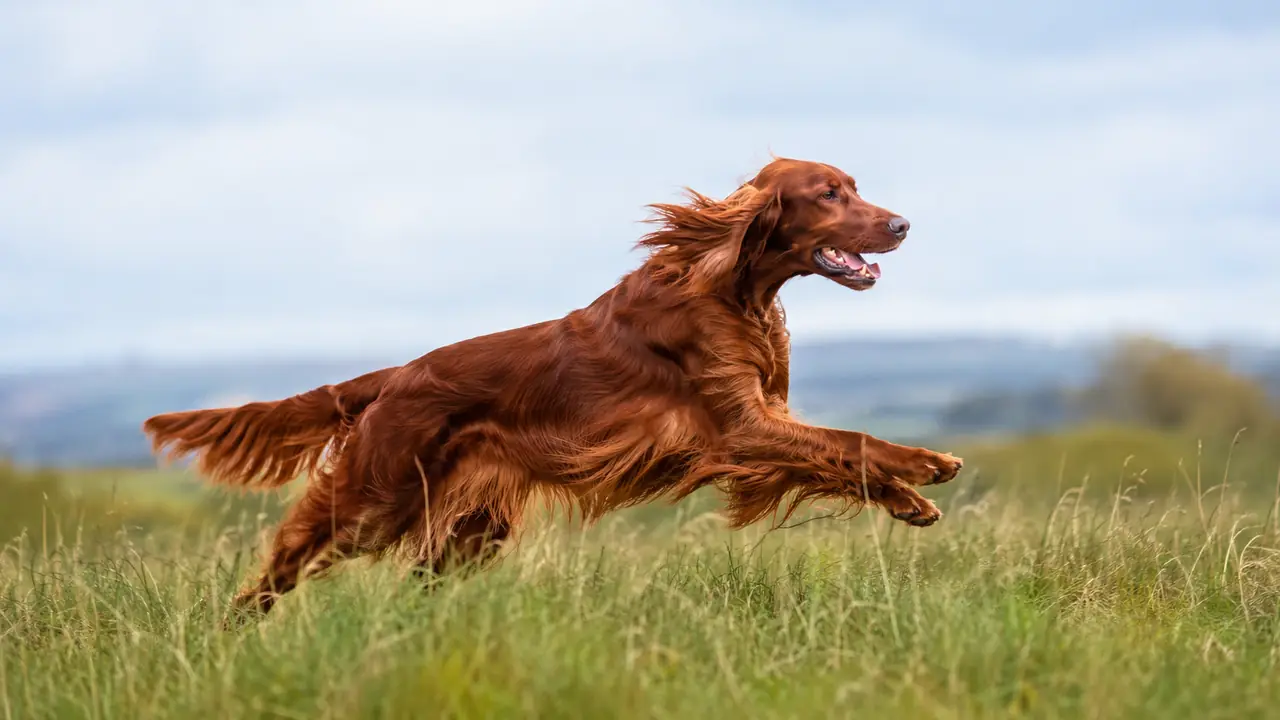 Cane vicino alla ciotola durante una routine alimentare equilibrata